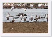 03LakeManyara - 48